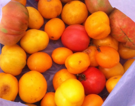 many-yellow-tomatoes