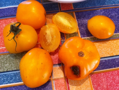 yellow-tomatoes
