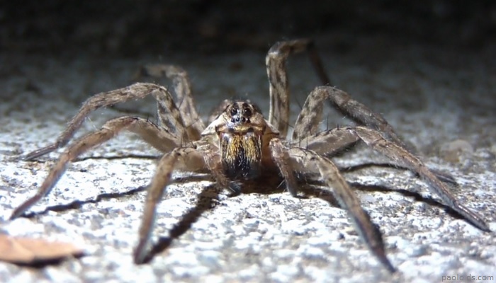 1-wolf-spider