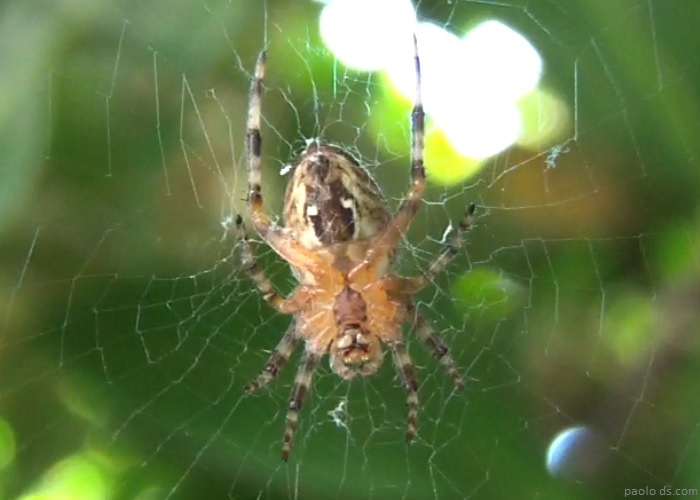 2-orb-weaver-spider