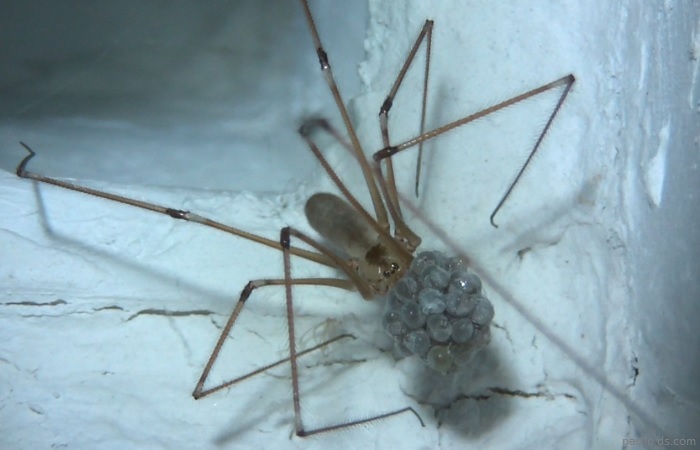 3-cellar-spider-eggs