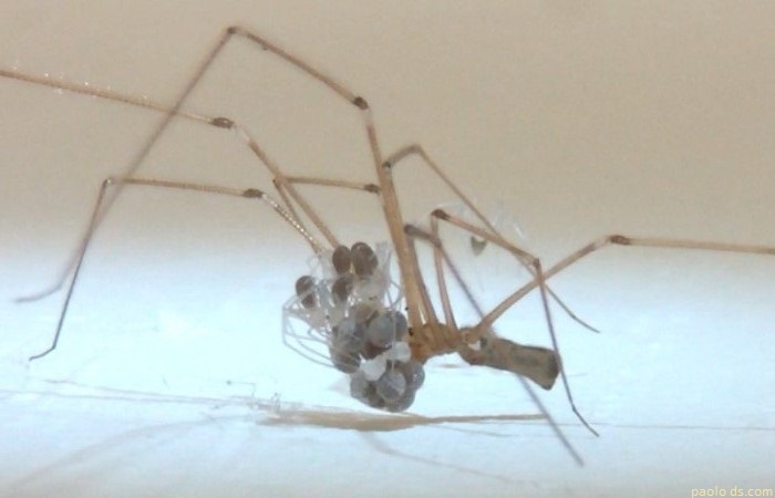 5-cellar-spider-eggs-and-babies-1