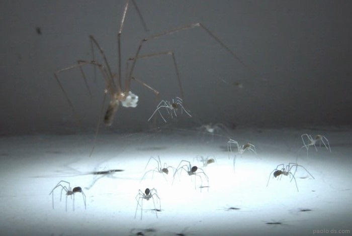 6-cellar-spider-eggs-and-babies-2